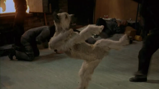 The Karate Dog