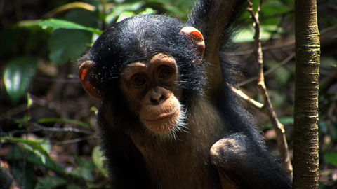 Chimpanzee Chimpanzee