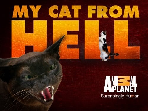 My Cat from Hell My Cat from Hell