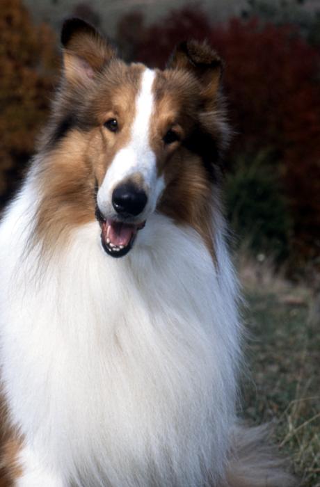 Lassie