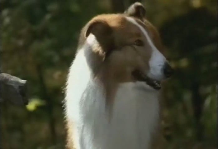 Lassie (1994)