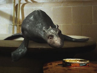 The Water Horse: Legend of the Deep The Water Horse: Legend of the Deep