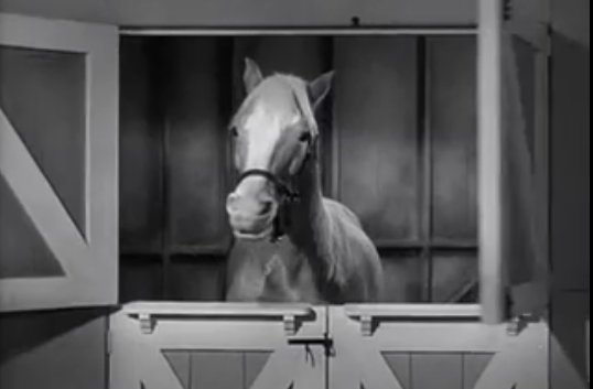 Mister Ed