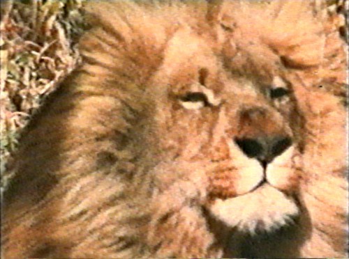 The Animals