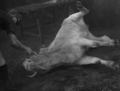 Blood of the Beasts (1949)