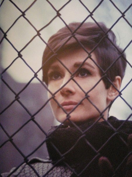 Audrey Hepburn Audrey Hepburn