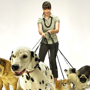 It's Me or the Dog