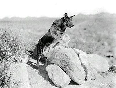 Rinty of the Desert