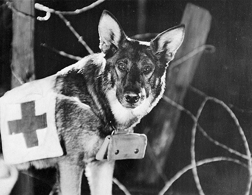 A Dog of the Regiment