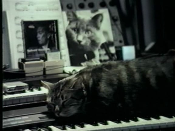 Chat écoutant la musique