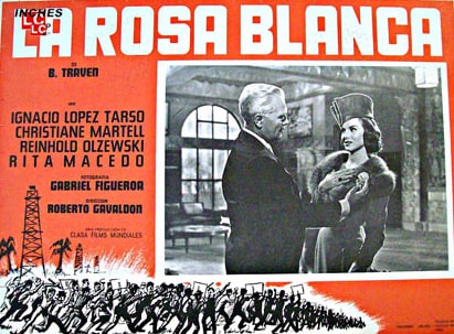 Rosa blanca