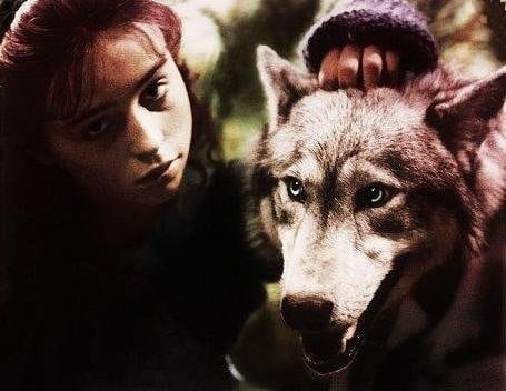 The Company of Wolves The Company of Wolves