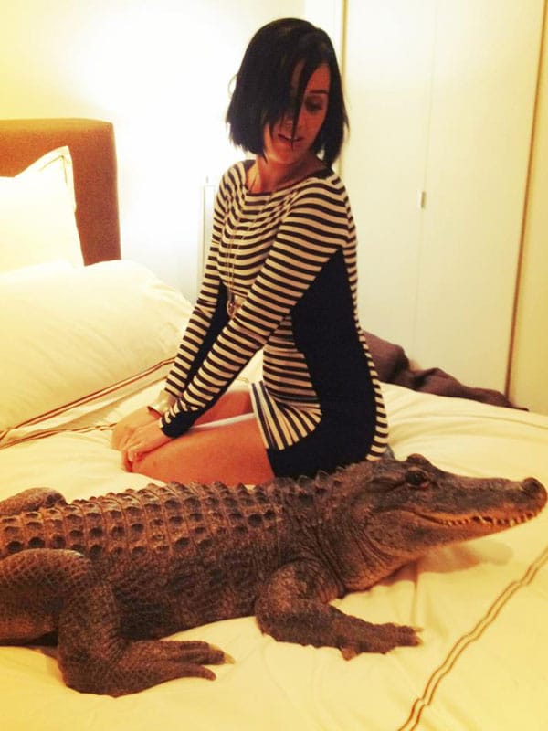 Katy Perry Katy Perry