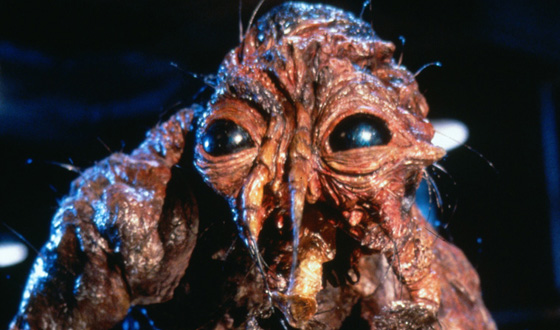 The Fly The Fly