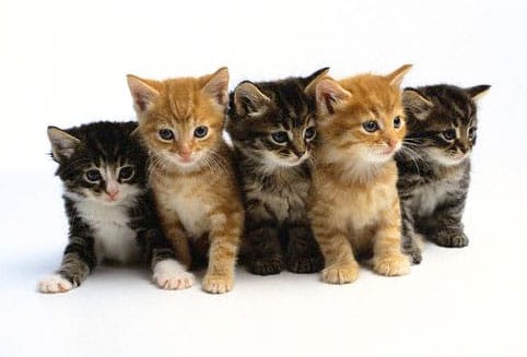 Cats & Kittens