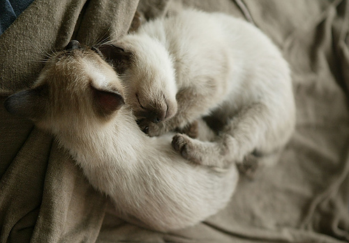 Cats & Kittens