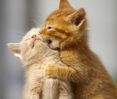 Cats & Kittens Cats & Kittens