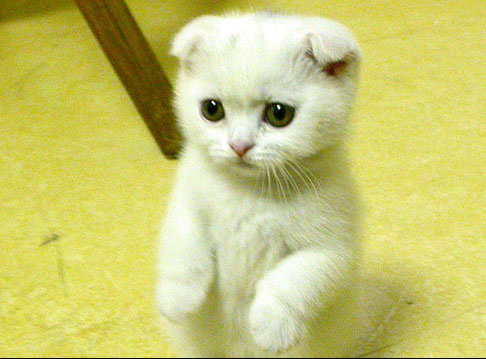 Cats & Kittens