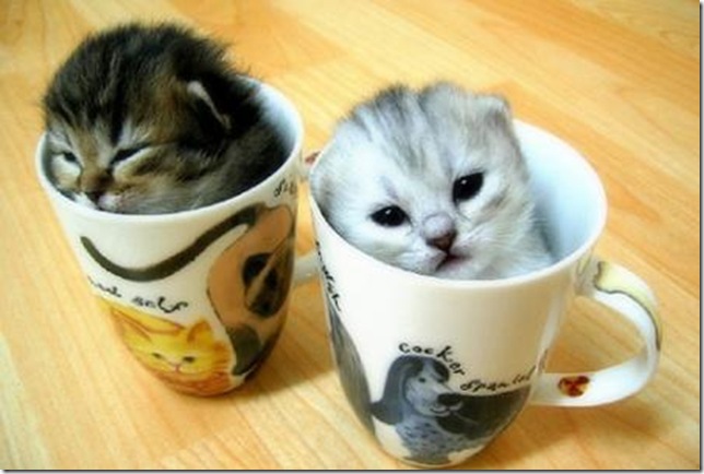 Cats & Kittens Cats & Kittens