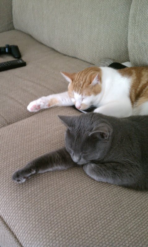 Cats & Kittens