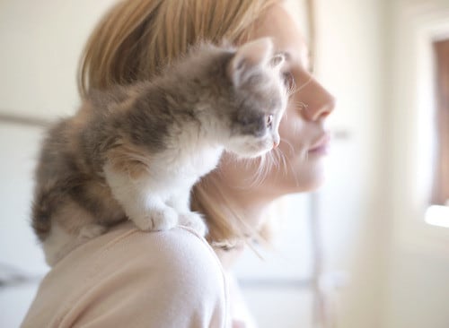Cats & Kittens Cats & Kittens