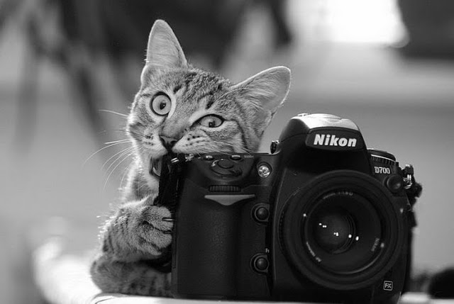 Cats & Kittens