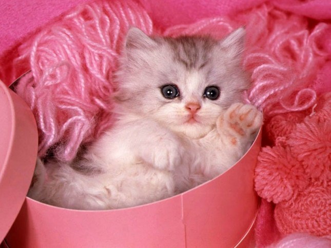 Cats & Kittens
