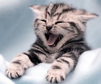 Cats & Kittens Cats & Kittens