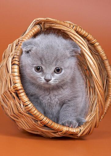Cats & Kittens