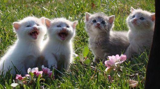 Cats & Kittens Cats & Kittens