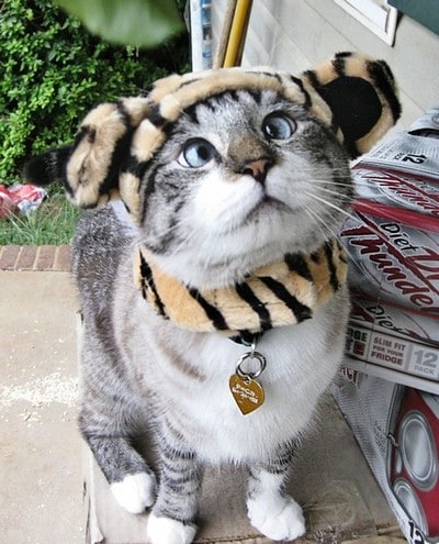Cats & Kittens Cats & Kittens