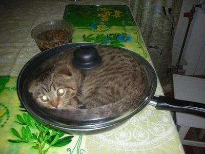 Cats & Kittens
