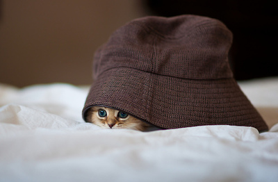 Cats & Kittens Cats & Kittens
