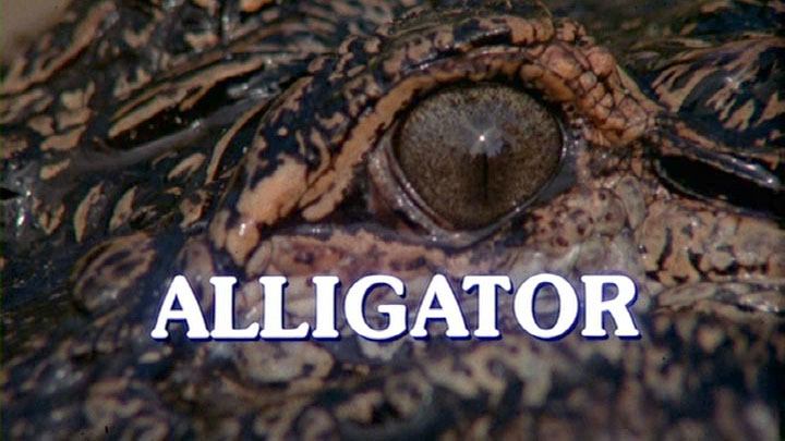 Alligator