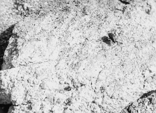 L'Age d'Or (1930) L'Age d'Or (1930)