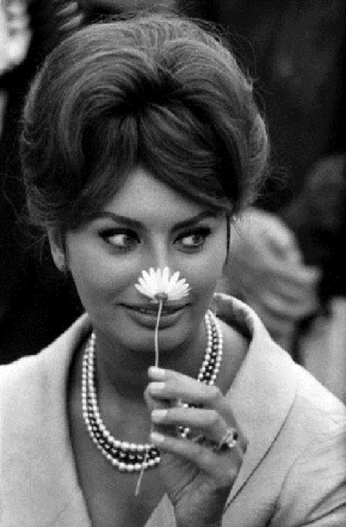 Sophia Loren