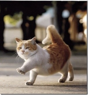 Cats & Kittens Cats & Kittens