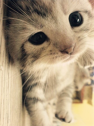 Cats & Kittens Cats & Kittens