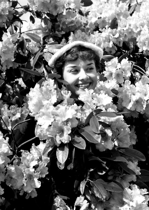 Audrey Hepburn Audrey Hepburn