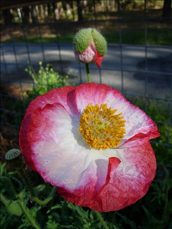 The Sign of the Poppy