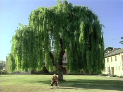 Gates of Heaven (1978)