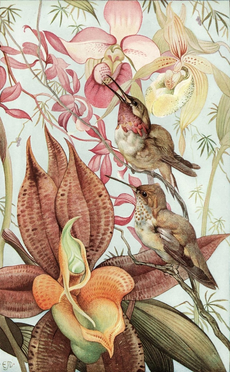 Edward Detmold