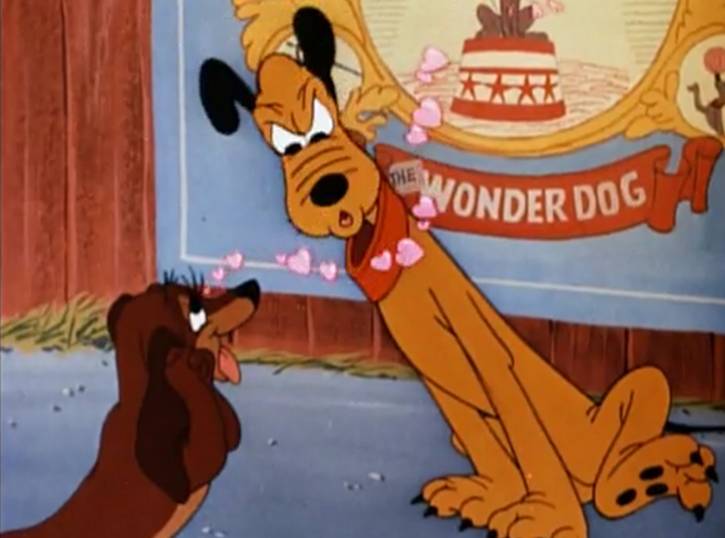 Wonder Dog Wonder Dog