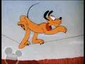 Wonder Dog Wonder Dog