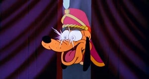 Wonder Dog Wonder Dog