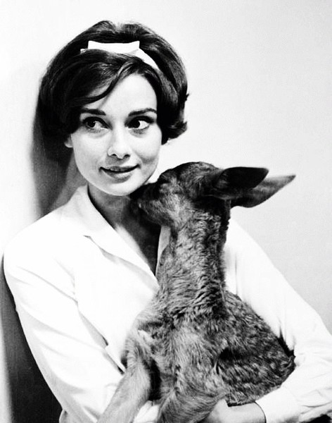 Audrey Hepburn Audrey Hepburn