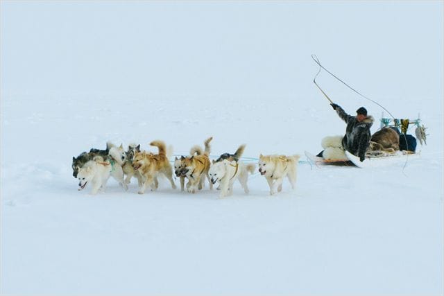 Inuk Inuk