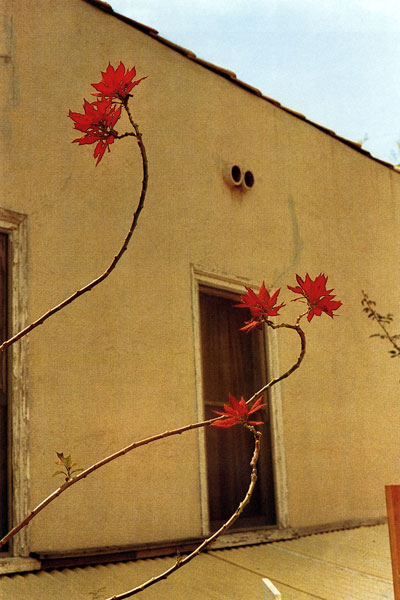 William Eggleston