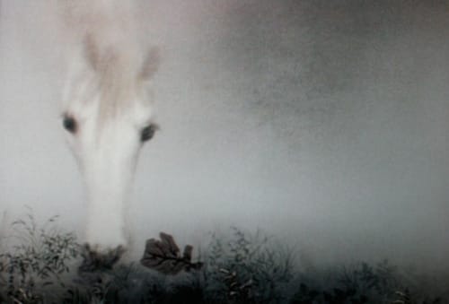 Hedgehog in the Fog