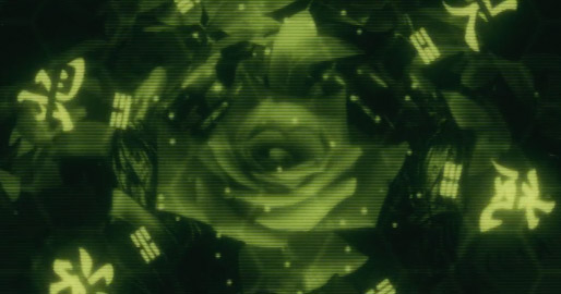 Rosa Rosa